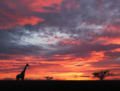 Landscape - 3D Render 3d autodesk environment giraffe landscape photography render sunrise sunset vray