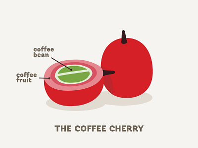 Coffee Cherry cherry coffee illustration info graph