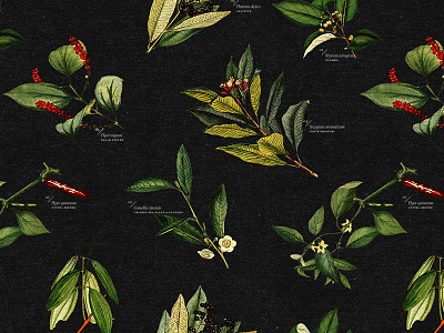 Spice Pattern botanical collage pattern spices type typography
