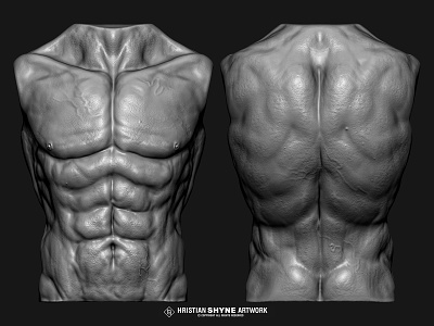 Torso Muscles Study 3d muscles photoshop shyne study zbrush