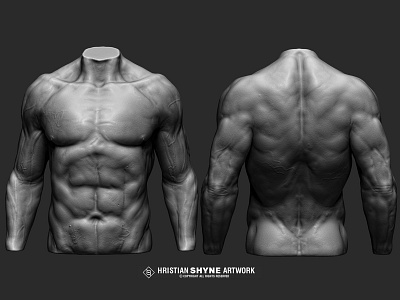 Male torso arms study 3d muscles photoshop shyne study zbrush