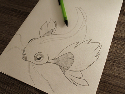 Draw of a fish in progress