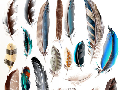 Vectorstock 20786097 bird feather feathers illustration realistic vector vectorstock