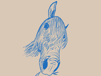 A horse face