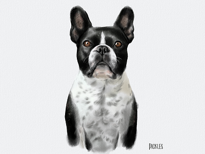 Meet Pickles the french bulldog
