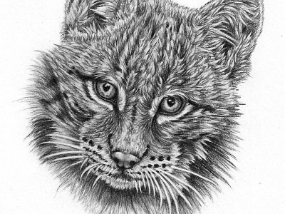 Lynx kitten animal baby animal baby lynx big cat cat drawing endangered illustration kitten lynx pencil drawing sketch wild cat wildlife