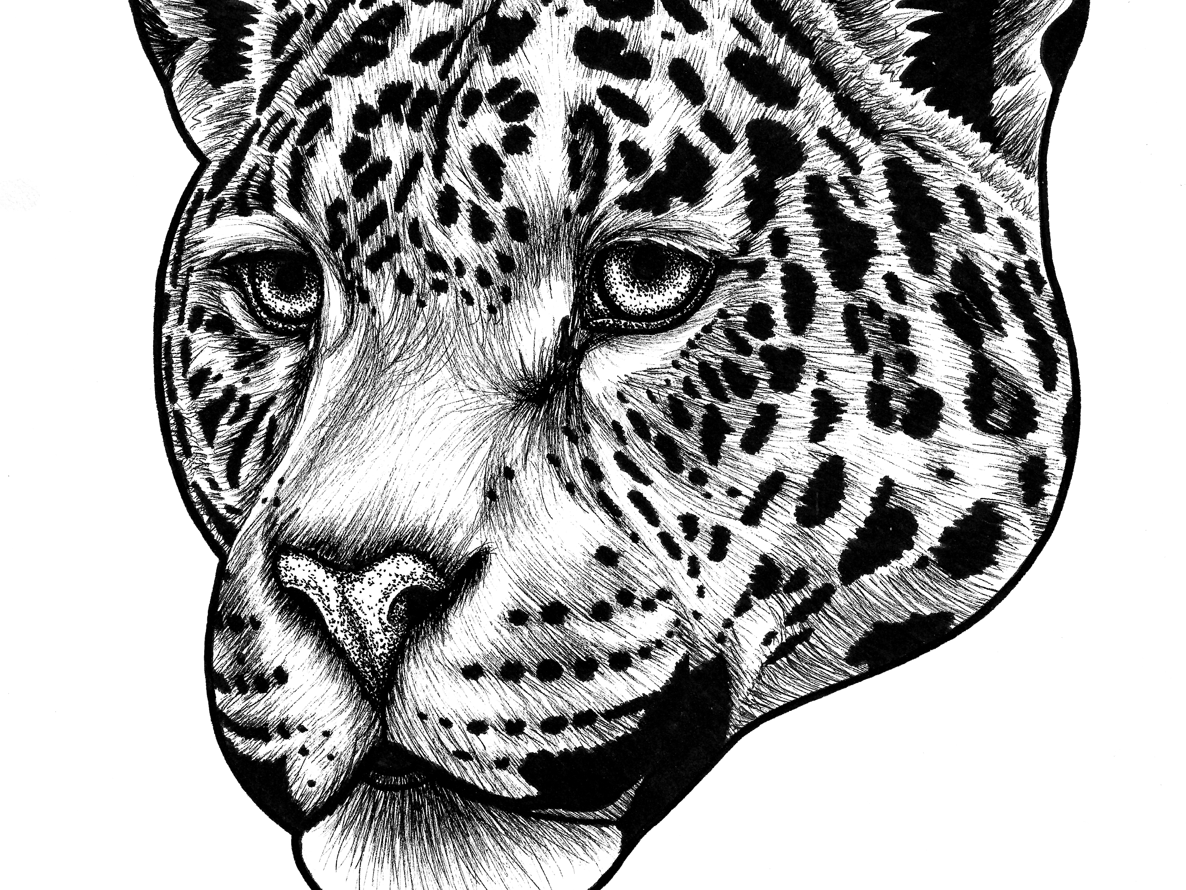 Jaguar By Loren Dowding On Dribbble