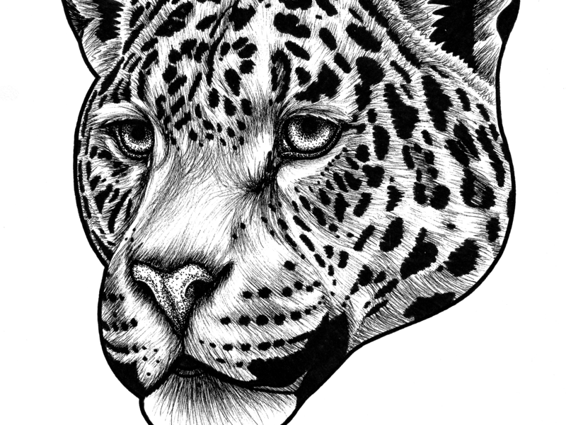 Jaguar by Loren Dowding on Dribbble