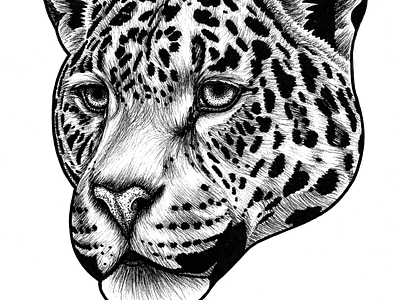 Jaguar animal animal art animal drawing big cat cat cat art drawing endangered face illustration ink drawing jaguar jaguars pen drawing portrait sketch spott wildlife