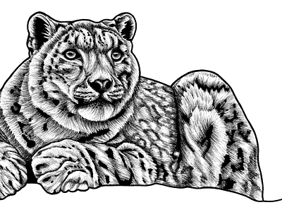 Snow Leopard animal animal art animal drawing big cat cat cat art drawing endangered illustration ink drawing leopard portrait sketch snow snow leopard spot wildlife