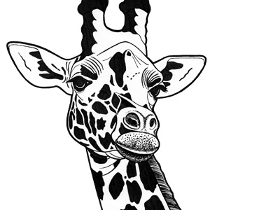 Giraffe animal animal art animal artist animal drawing animals black and white drawing endangered face giraffe giraffe drawing giraffes illustration ink drawing portrait sketch spots wildlife