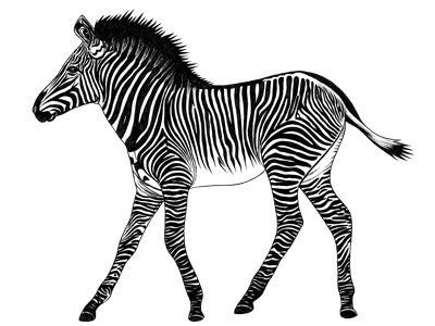 Grevy Zebra foal