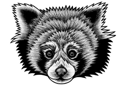 Red Panda Dribble black and white face portrait animal art animals panda face nature wildlife panda art lesser panda drawing cute animal zoo endangered red panda panda ink drawing illustration animal drawing animal
