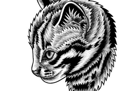Leopard cat kitten - ink illustration