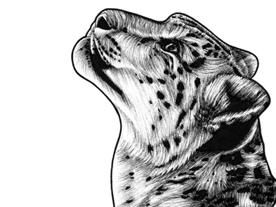 Snow Leopard - ink illustration