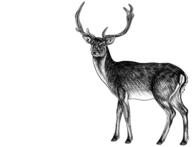 Sika deer stag - ink illustration