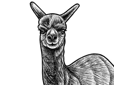 Baby alpaca - ink illustration