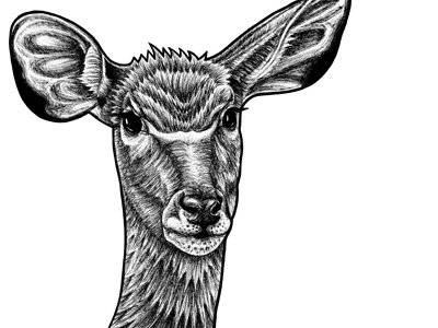 Greater Kudu - ink illustration