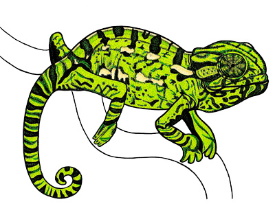 Chameleon - ink and marker illustration