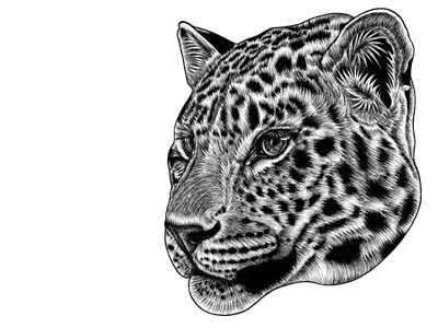Amur leopard cub - ink illustration