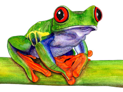 Red eyed tree frog - ink and watercolour
