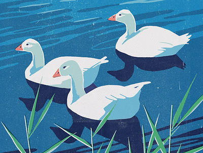 Goose digital art drawing goose illustration ipadpro nature procreate reflections screenprint water