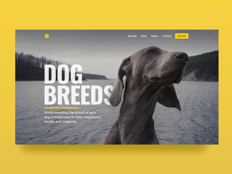Dog Breeds - Website animation design dog dogs gif landing page motion pet ui ui design ux ux design website yellow