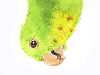 Parrot art bird copic copicmarkers drawing illustration markers parrot sketch sketchbook