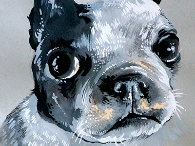 Boston Terrier animals art boston terrier dogs fine art gouache painting pets sketchbook traditional art