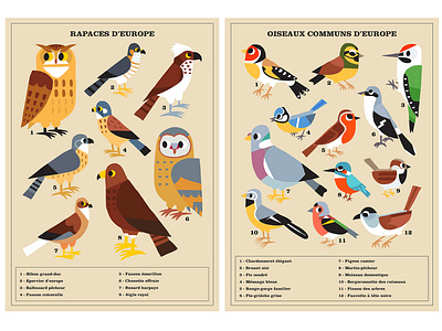 Birds of Europe animal bird birds europe fly illustration illustrator nature oiseau oiseaux vector art