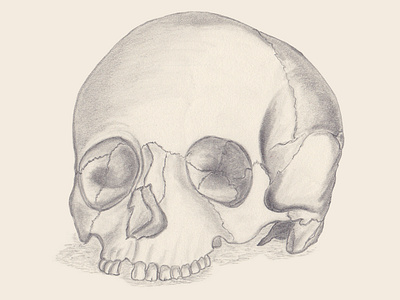 Calavera art drawing graphite hand drawn skull art