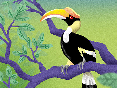 Great Hornbill bird eesteren great hornbill manouk thailand van