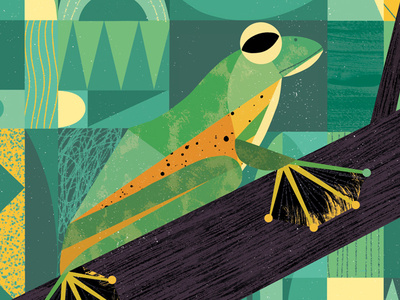 Flying frog animal frog rainforest trees tropical