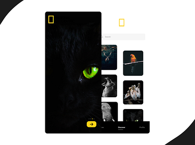 National Geographic app design concept animals app app design birds mobile concept national geographic ui uiuxdesign