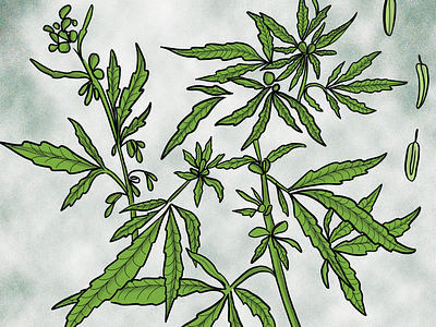 Cannabis Illustration cannabis distressed illustration illustrator line drawing print design