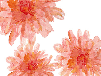 Watercolor Mums chrysanthemum floral flower mums watercolor