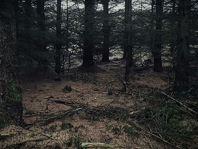 A Dying Forest art burnt edited first shot forest nature photography withered