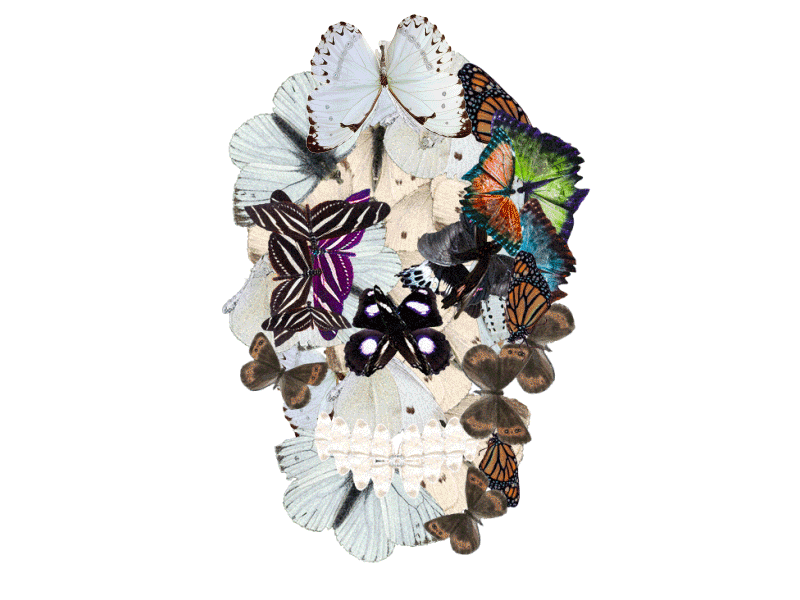 Seasonal Affect Disorder butterflies butterfly skull spring