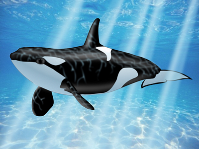 Orca- Wolf of the Sea black and white. orca sea water whale