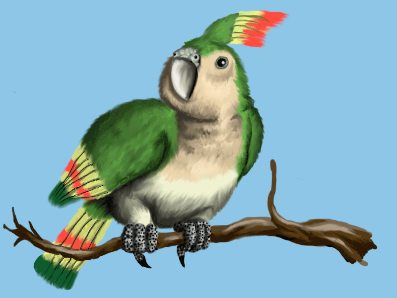 Parrot animals nature painting photoshop