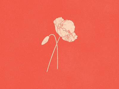 California Spring Poppies brand brand identity branding california design graphic design illustration poppies retro vintage
