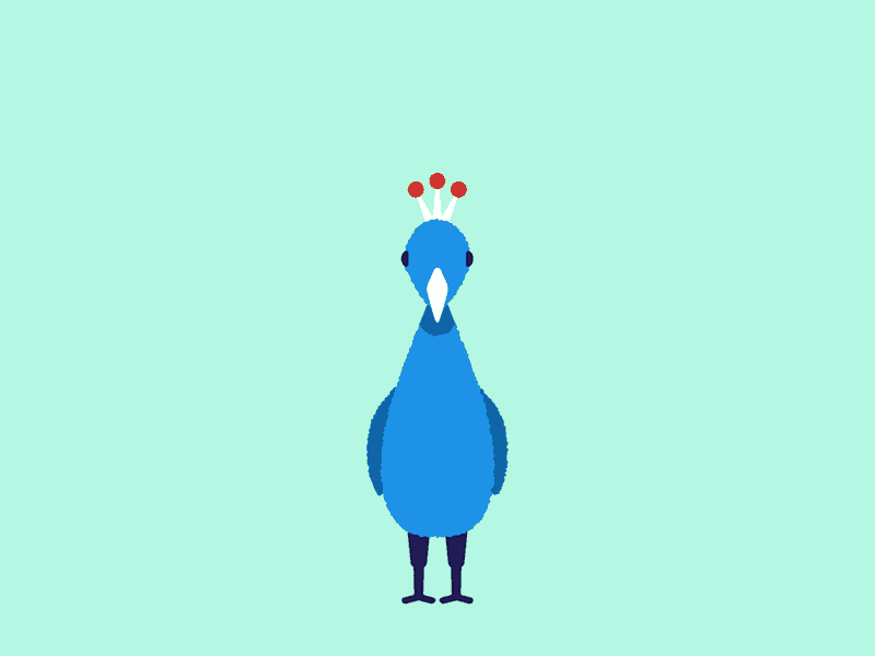 Peacock animation flat graphic design illustration motion graphics