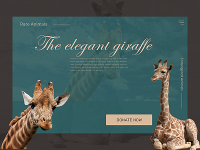 Animals, elegant giraffes donation