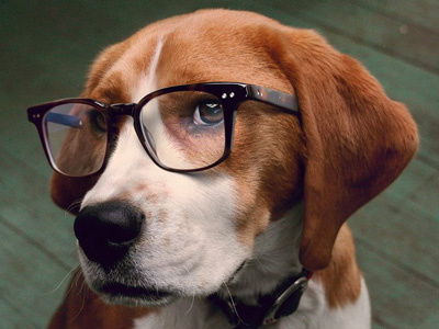 Podsy beagle dog glasses green orange photoshop retouching