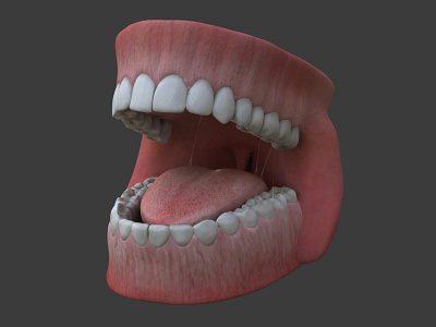 Human Teeth 3d 3d printing anatomy dental dentistry human anatomy medical illustration science teeth