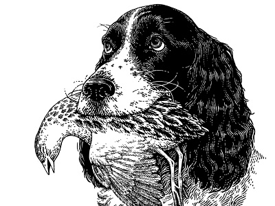 Hunting dog black and white dog engraving etching illustration retro vintage