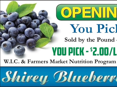 Blueberry Hill Ad advertisement blueberry design food