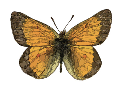 Orange Sulphur Butterfly adobeill adobeillustrator butterfly illustration naturalist yellowstone