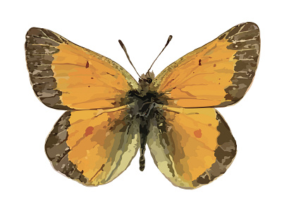 Orange Sulphur Butterfly adobeillustrator butter butterfly illustration naturalist