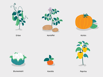Vegetables animation animation 2d concept design illustration illustrator motion design motion graphics sketch styleframe vector